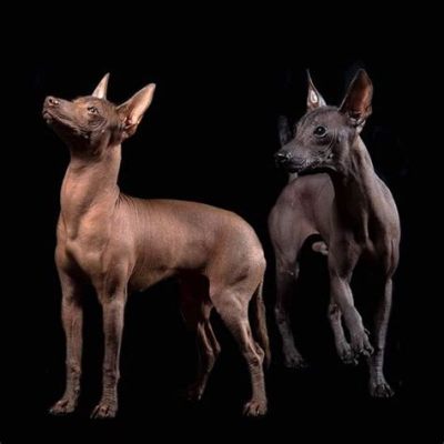  Xoloitzcuintli: A Haunting Tale of Love, Loss and Ancient Magic!